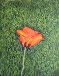Solo Poppy, 11 x 14, oil on canvas (7/2015)